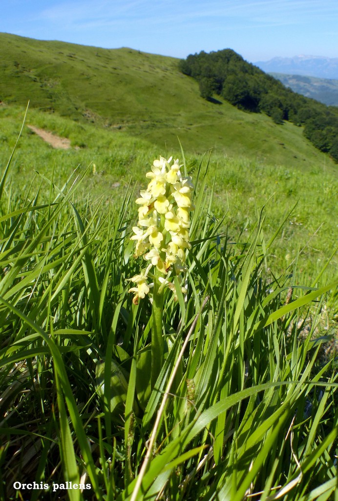 Monti della Laga, N.widderi, P.albida var. tricuspis e altre orchidee 27 giugno 2015